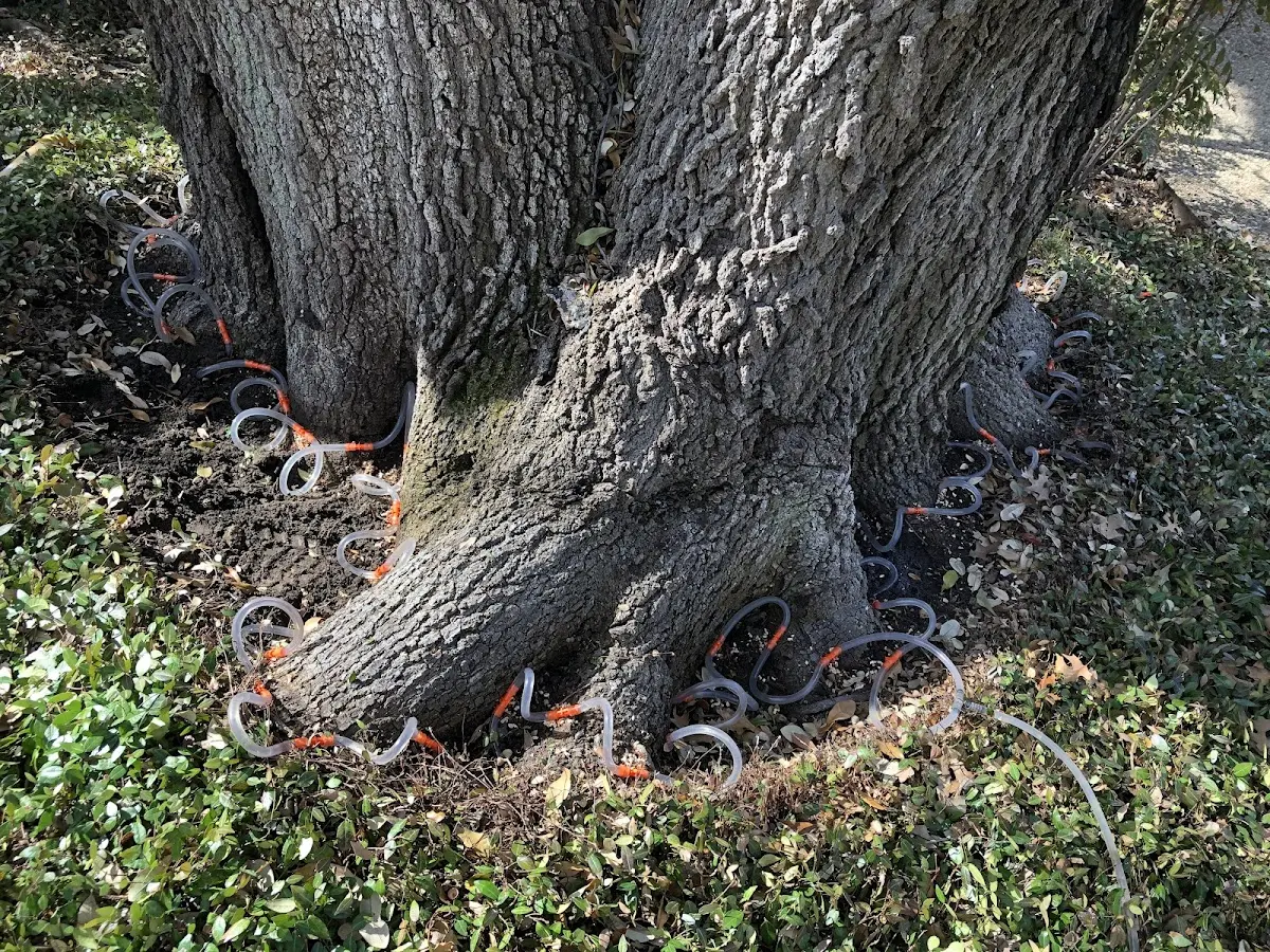 Detailed Tree Cabling and Bracing job site in Lone Grove