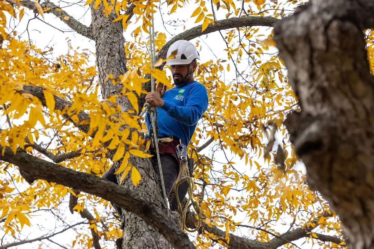 Skilled Tree Trimming crew working in Lone Grove